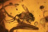 mm Wasp (Hymenoptera) With Fly In Baltic Amber #123381-2